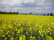 Wohlenberg im Raps